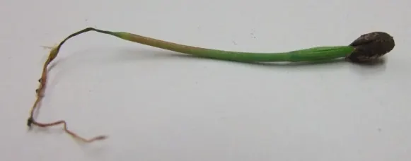 Seedling pinched and rotted at the soil line