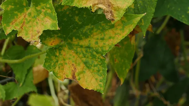Cucurbit downy mildew: angular yellow patches between the veins