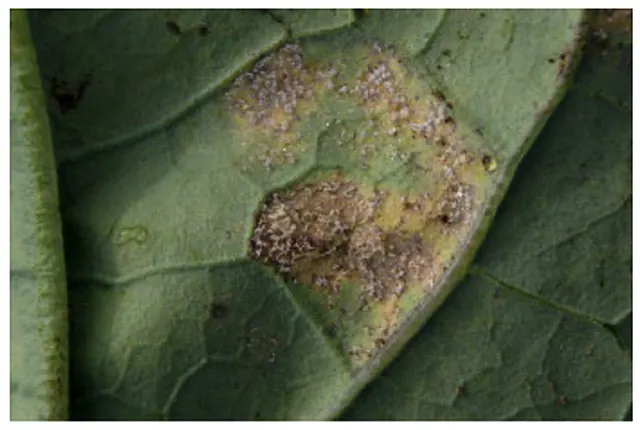 Downy mildew on a broccoli leaf