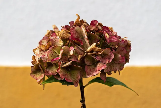 Hydrangea wilting in dry soil
