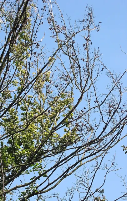 An elm crown thinning and dying back from Dutch elm disease