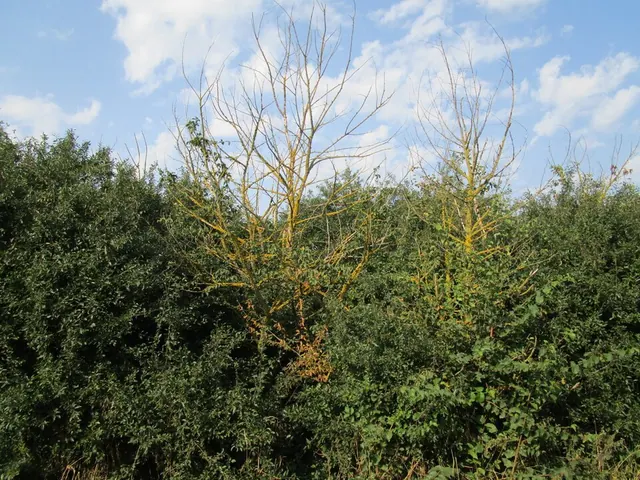 Dutch elm disease: yellow, wilting branches high in the crown