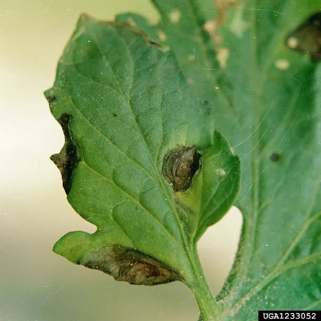 Early blight: brown target spots with rings on a tomato leaf