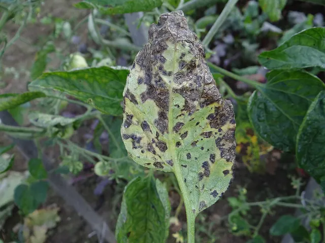 Early blight on lower leaves