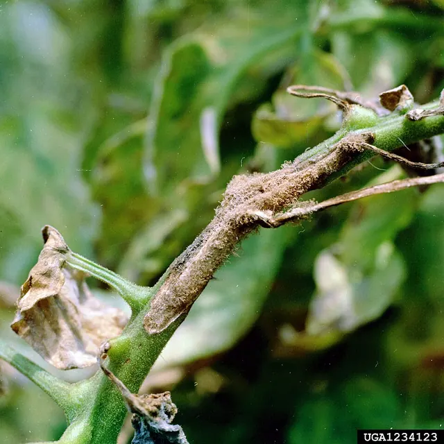Early blight lesions on the stem