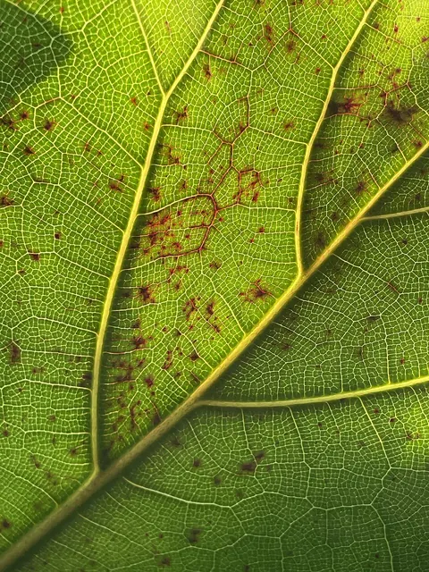 Edema: small corky bumps on a fiddle-leaf fig leaf