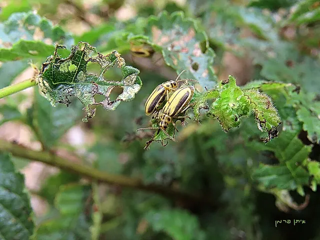 Elm leaf beetle on an elm leaf it has chewed