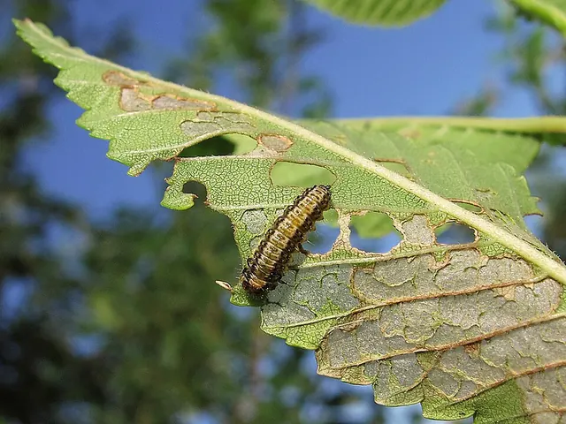 Elm leaf beetle larva skeletonizing the leaf underside