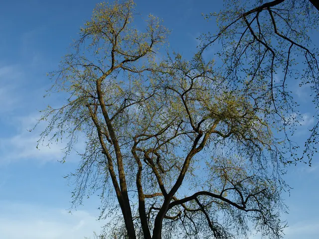 Elm yellows: the whole crown thins and yellows at once