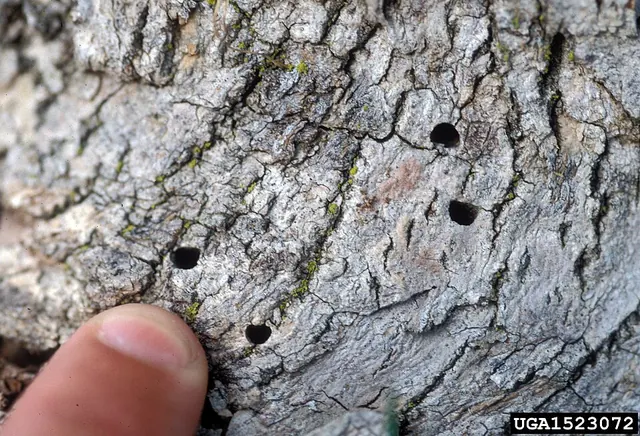 The D-shaped exit hole an emerald ash borer adult chews out of ash bark