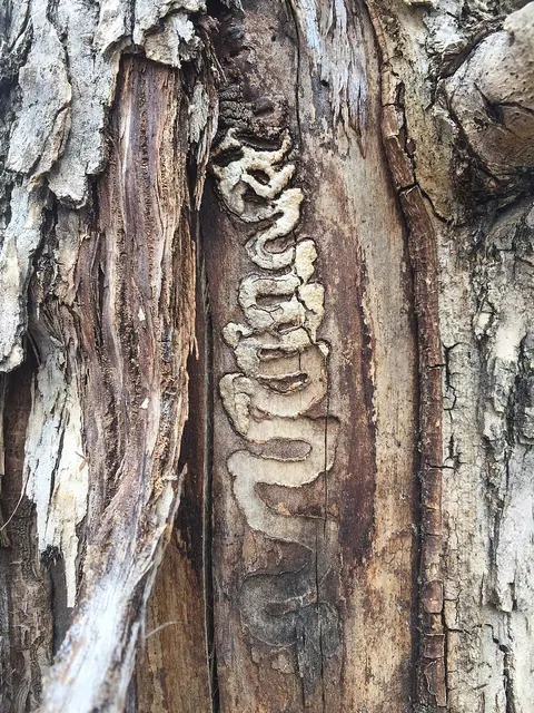 S-shaped larval tunnels under the bark of an ash