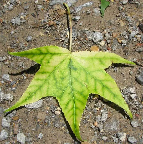 Iron deficiency: yellow leaf with green veins