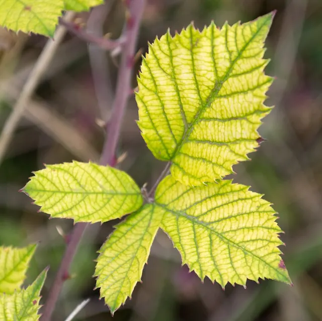 Iron chlorosis on new leaves