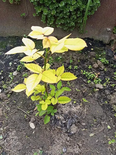 Iron chlorosis on young rose leaves