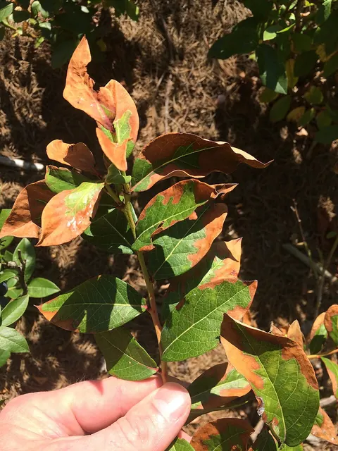 Fertilizer burn: browned leaf edges on blueberry