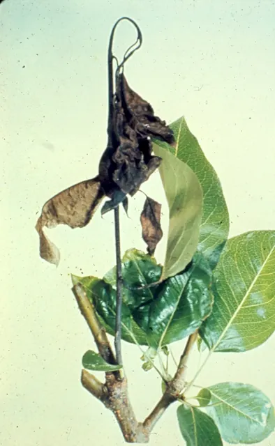 Fire blight on pear: blackened leaves and a shoot tip bent like a shepherd's crook