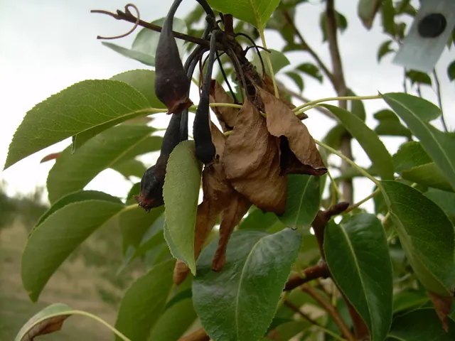 Pear shoots killed by fire blight look scorched