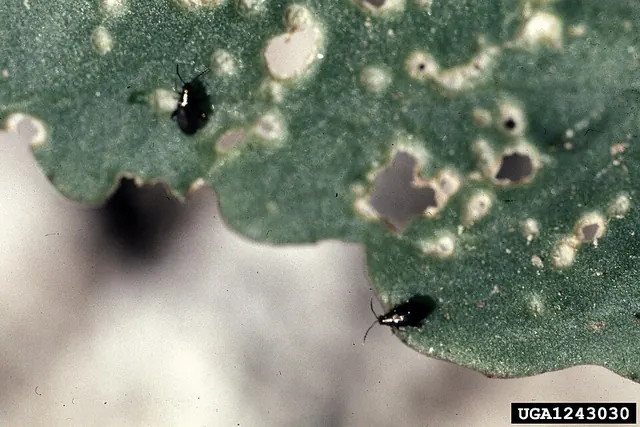 Crucifer flea beetles and the small round holes they chew