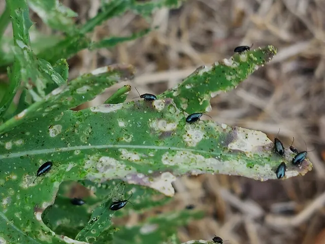 Shot-hole damage on arugula
