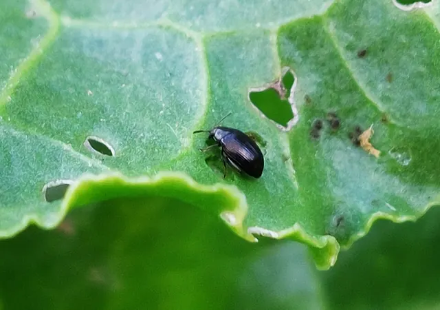 Flea beetle on a beet leaf