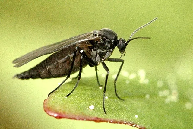 Adult fungus gnat: small, dark, long legs and antennae