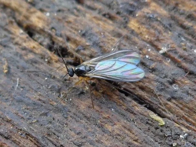 Fungus gnat adult at rest