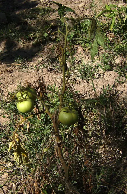 Tomato plant collapsing from Fusarium wilt