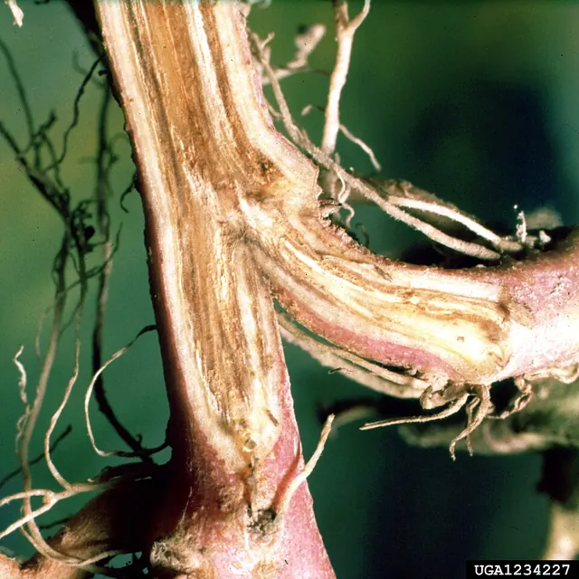 Brown streaks inside a split stem, a sign of wilt