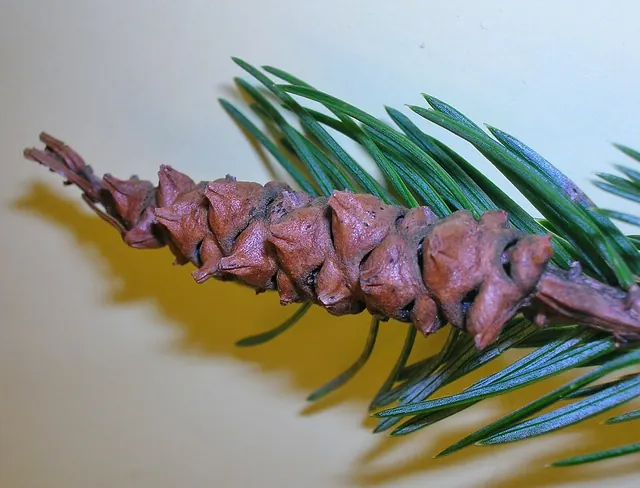 Cooley spruce gall: a cone-shaped swelling at a spruce shoot tip