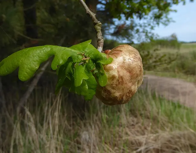 An oak apple gall made by a tiny wasp; harmless to the tree