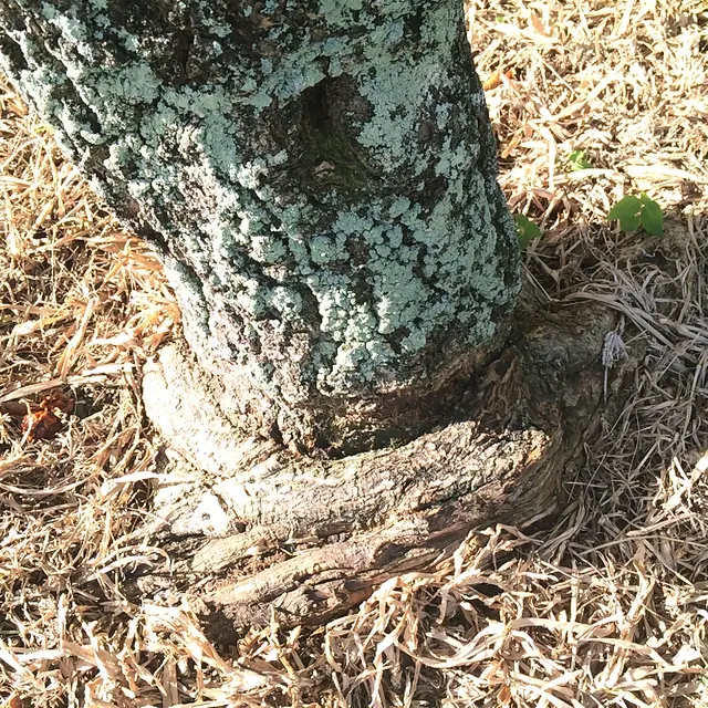 A root wrapped around the trunk at the soil line, choking it as both grow