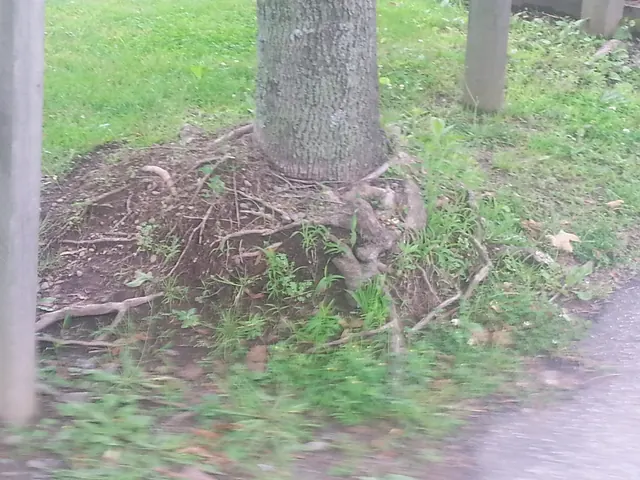 Roots growing up into mulch piled against the trunk