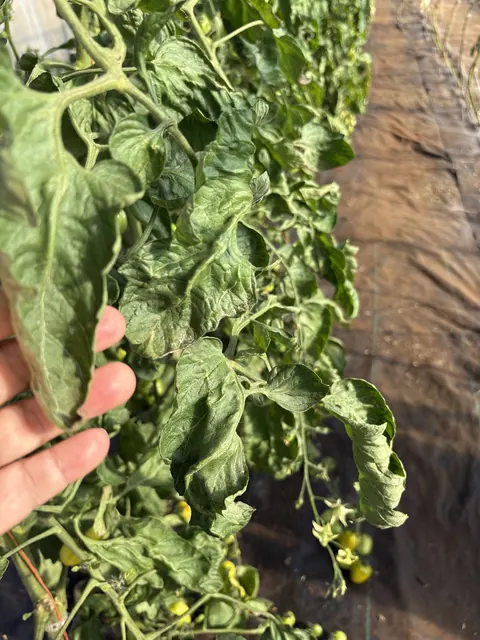 Tomato leaves curled and cupped from heat