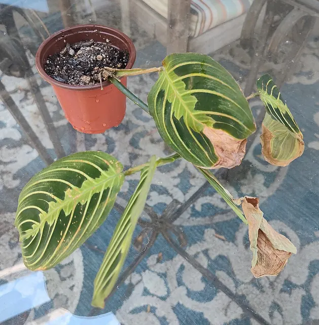 Brown, brittle leaf edges on a prayer plant from heat and dry air