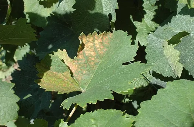 Sunburned grape leaf: bleached and browned where it took the full sun