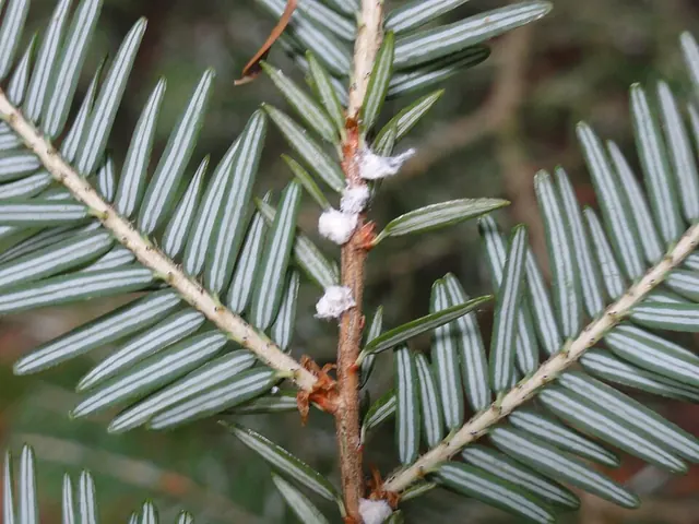 White woolly tufts at the base of hemlock needles