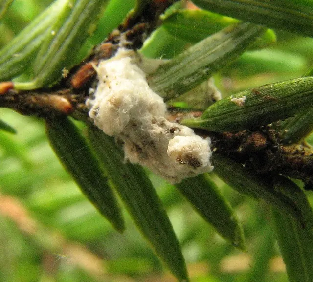 Hemlock woolly adelgid up close under a twig