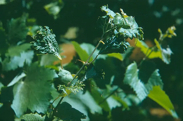2,4-D injury: twisted, cupped leaves