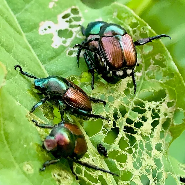 Japanese beetles and the lace-like leaves they leave