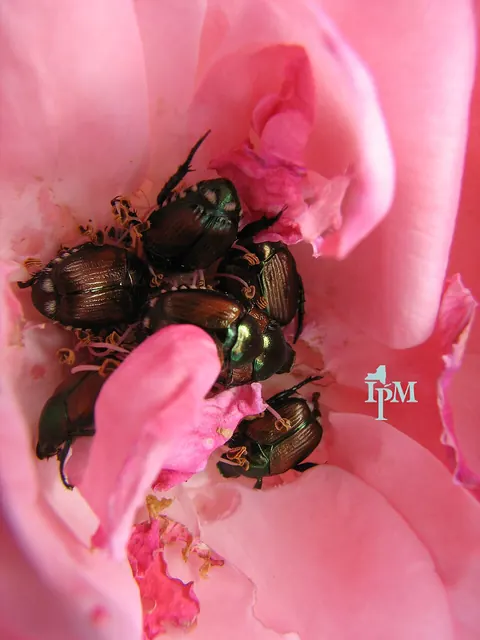 Japanese beetles in a rose