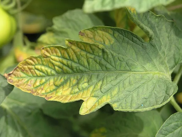 Potassium deficiency: scorched, yellow leaf edges on tomato