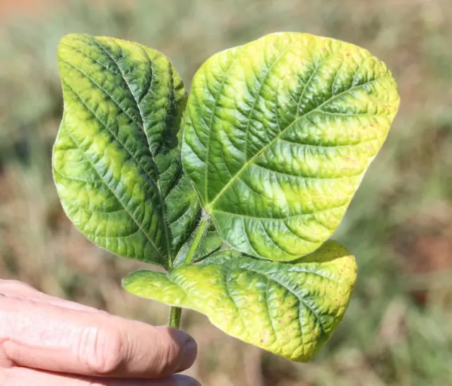 Yellow margins on potassium-deficient soybean
