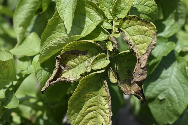 Potassium deficiency in potatoes