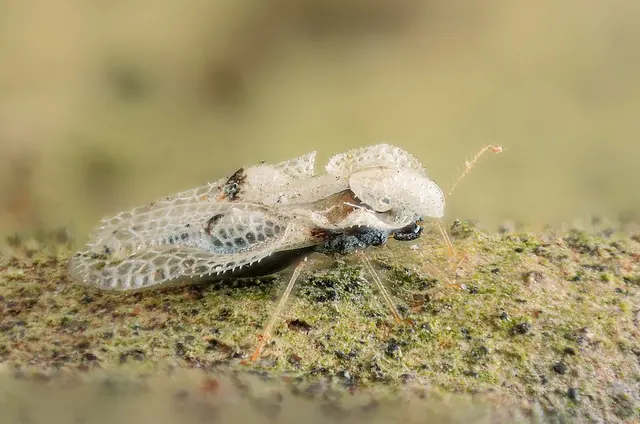 A sycamore lace bug: flat, with lacy see-through wings