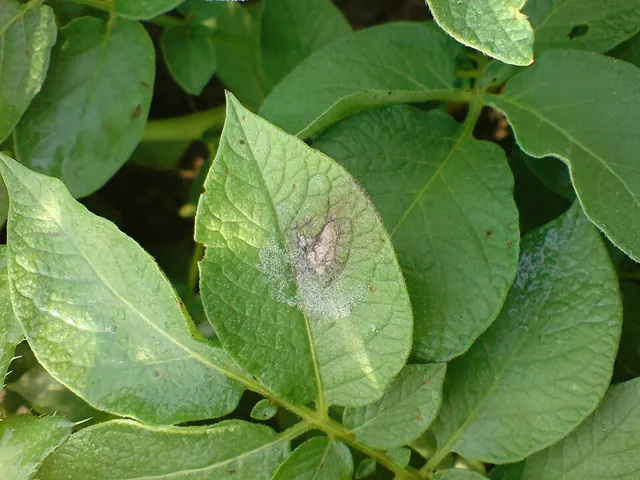 Late blight on a potato leaf: large dark patches