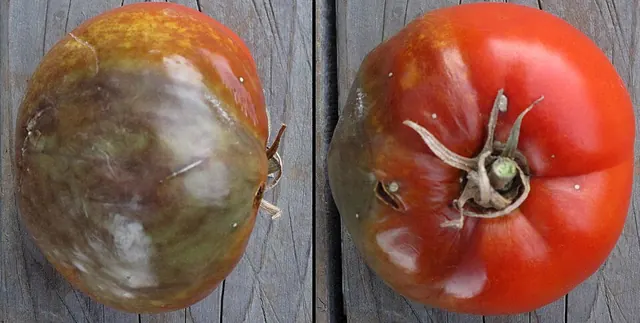 Late blight on tomato fruit: firm, greasy brown areas