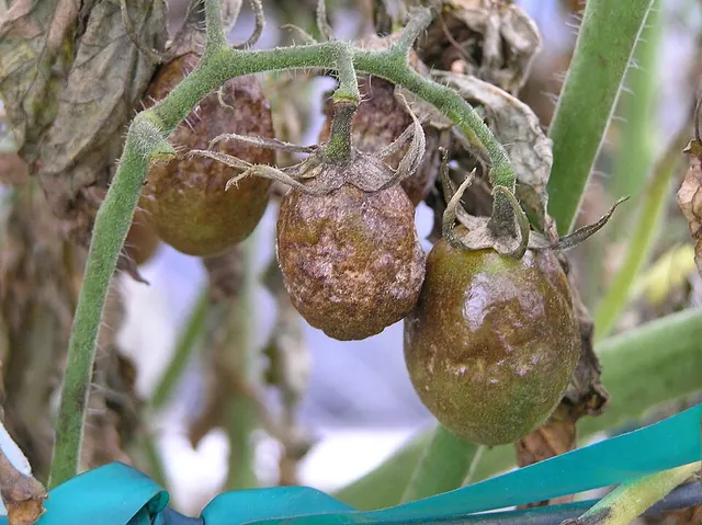 Late blight spreading through tomato plants