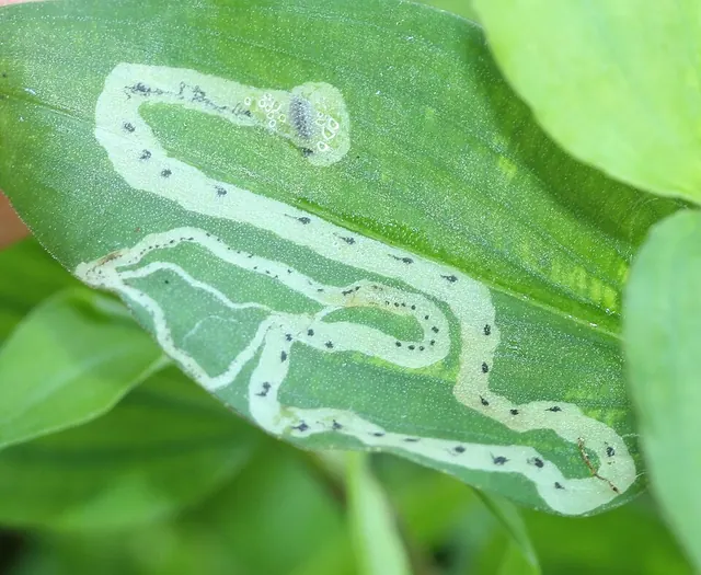 Winding leafminer trails in a leaf