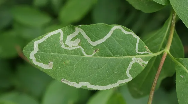 A leafminer trail seen from above