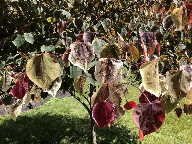 Leaf bleaching from strong light on a redbud